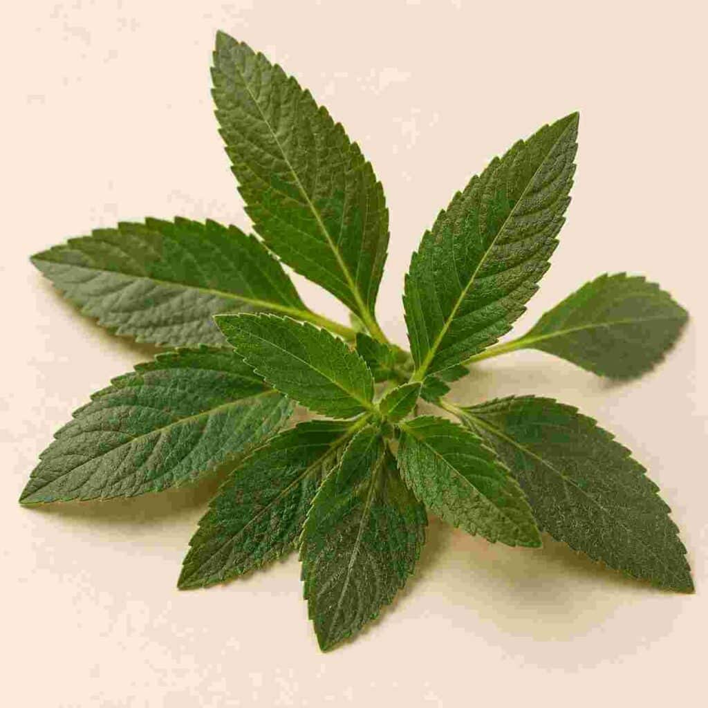 Damiana Leaf